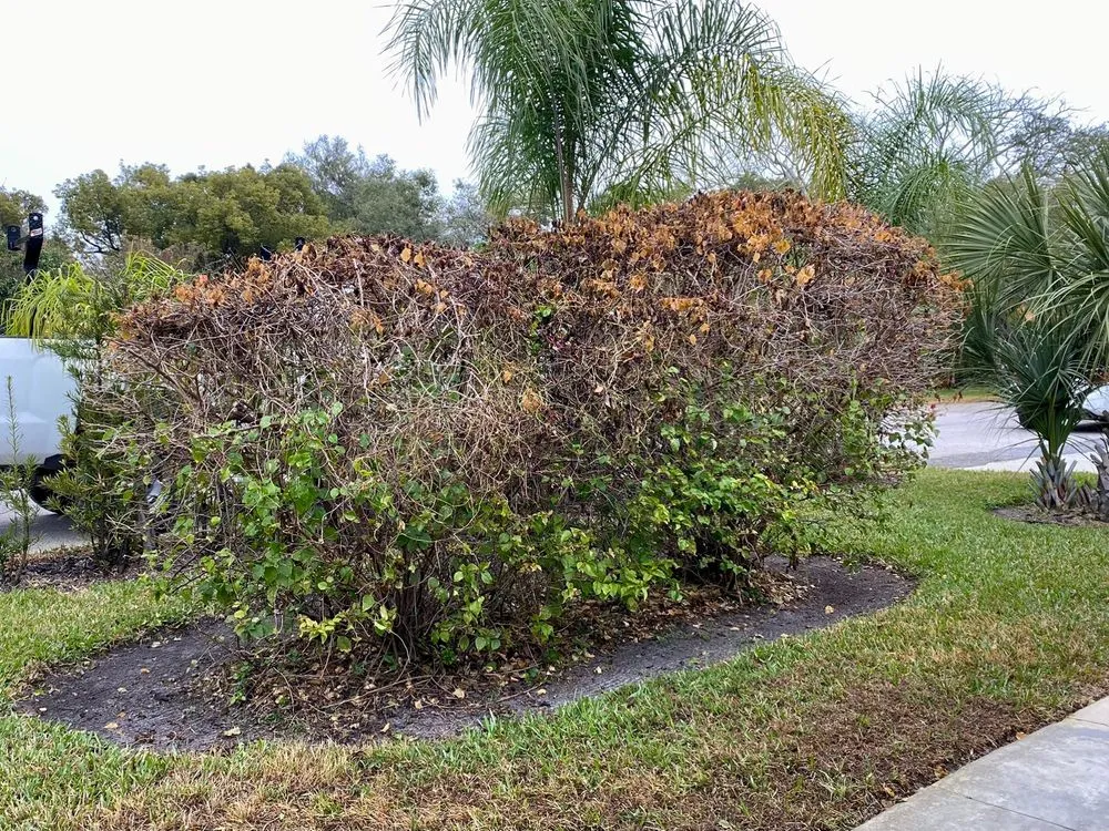 Professional lawn mowing service for outdoor upgrades across Altamonte Springs, FL - King Essential Yard Services