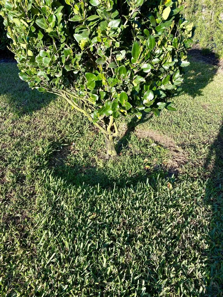 Professional outdoor landscaping in Altamonte Springs, FL - King Essential Yard Services