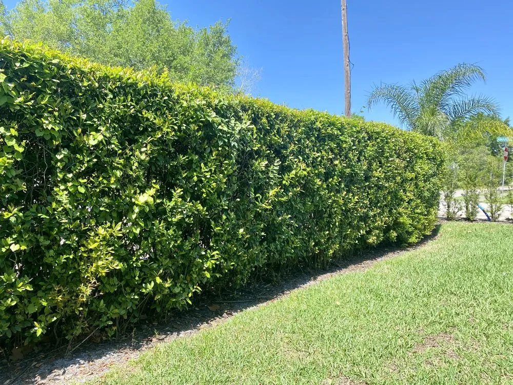 Expert residential landscaping for residential properties across Altamonte Springs, FL - King Essential Yard Services