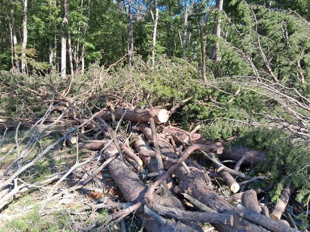 Local lawn mowing service experts serving Altamont, TN - King Excavation and Tree Services