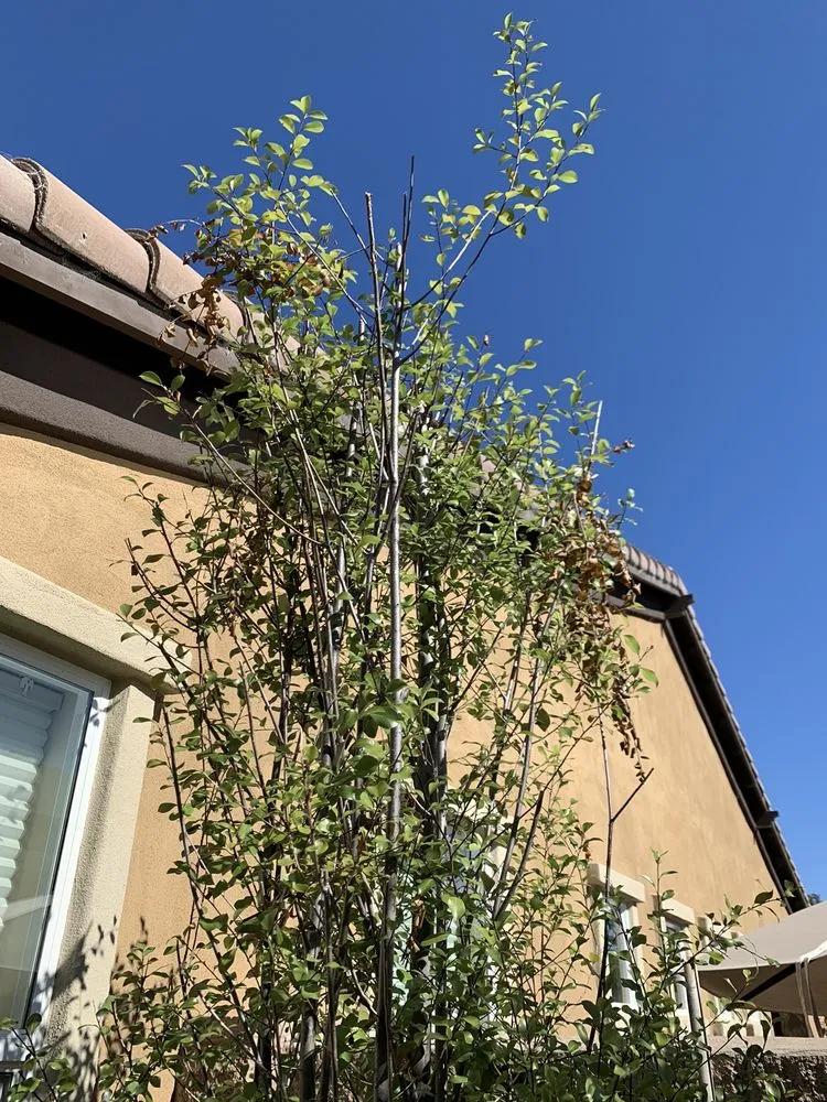 Custom lawn care service in Santa Maria, CA by King Garden Landscaping