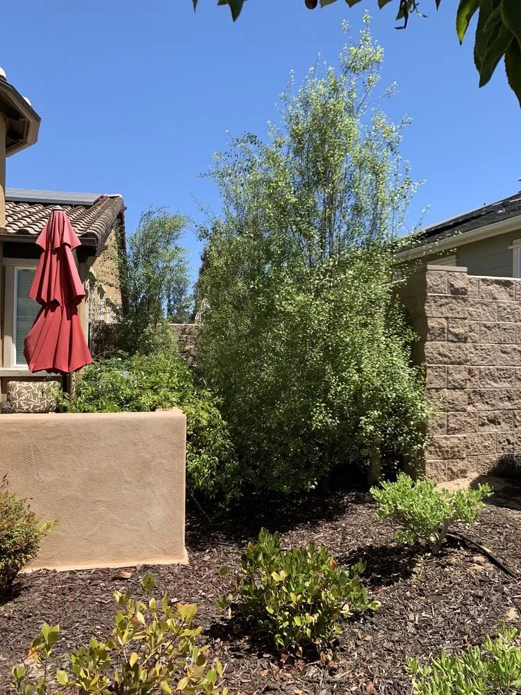 Reliable yard cleanup service in Santa Maria, CA by King Garden Landscaping