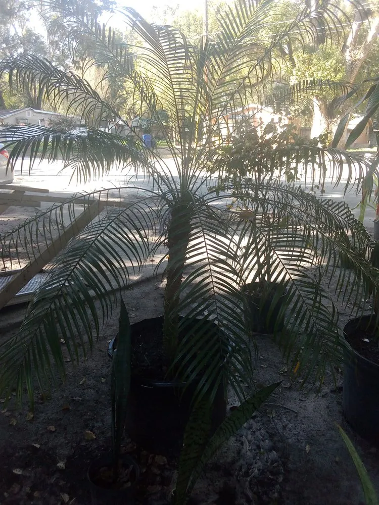 Professional landscape installation in Ocoee, FL by King Gardens