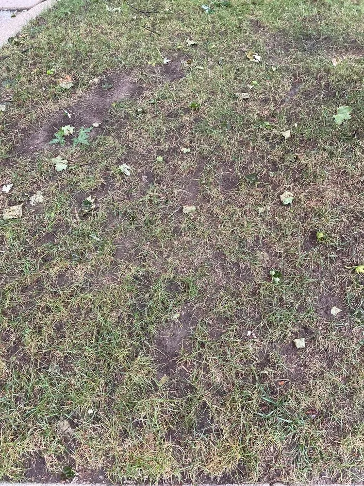 Expert landscaping services in Fraser, MI - King Green