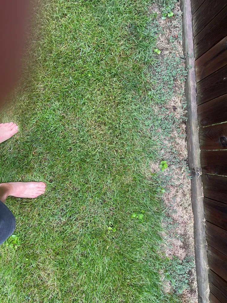 Affordable outdoor landscaping in Fraser, MI by King Green