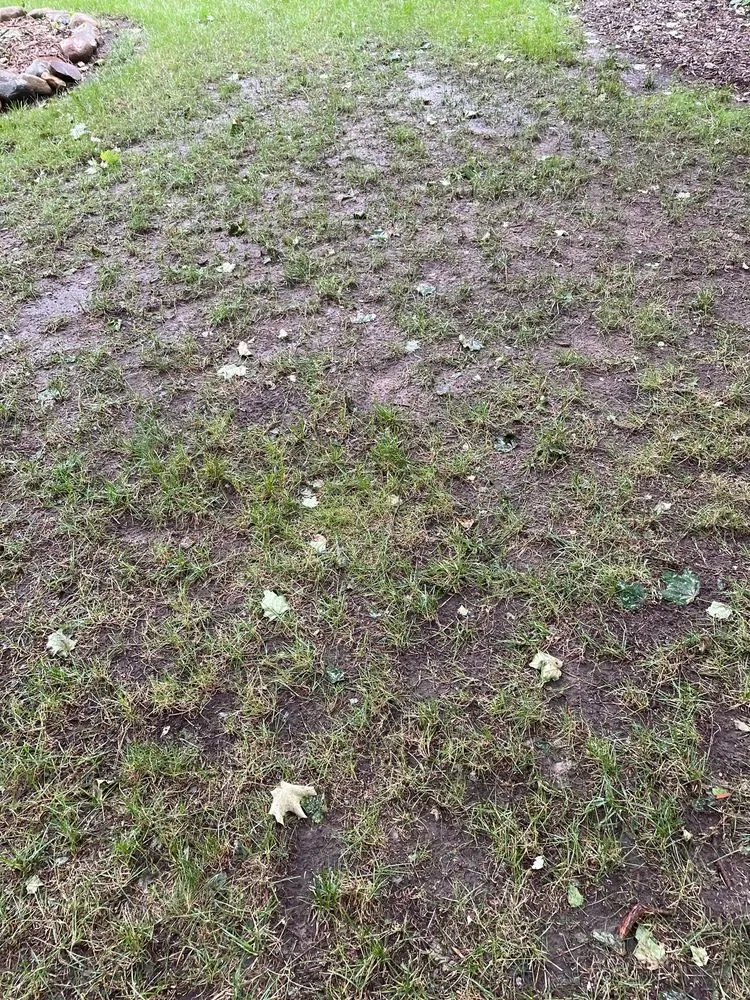 Trusted outdoor landscaping in Fraser, MI by King Green