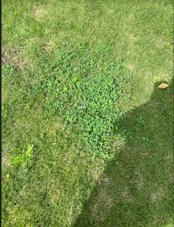 Professional yard maintenance experts serving Fraser, MI - King Green