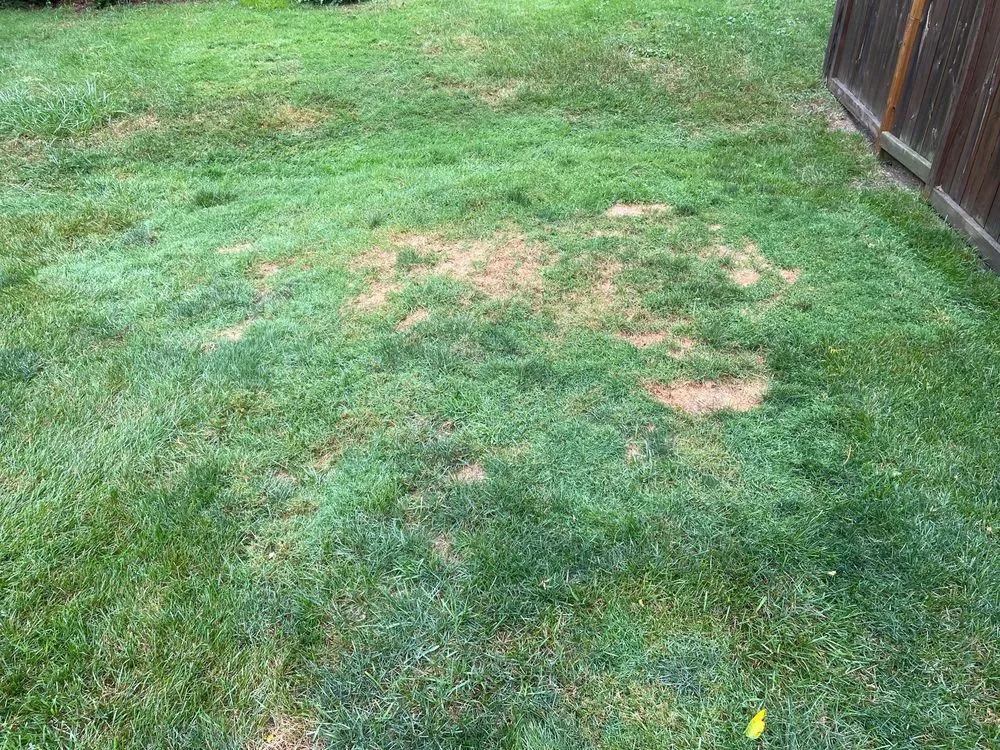 Affordable yard cleanup service for outdoor upgrades across Fraser, MI - King Green