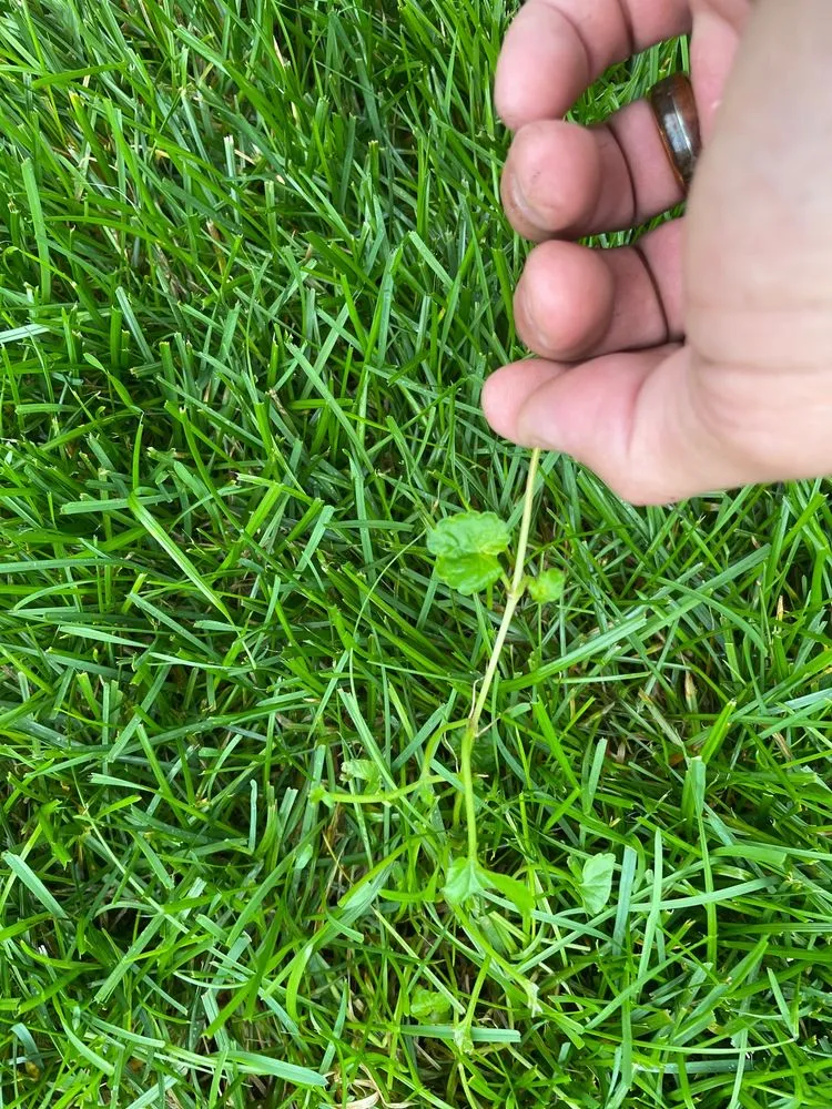 Expert landscape design for beautiful yards in Fraser, MI by King Green