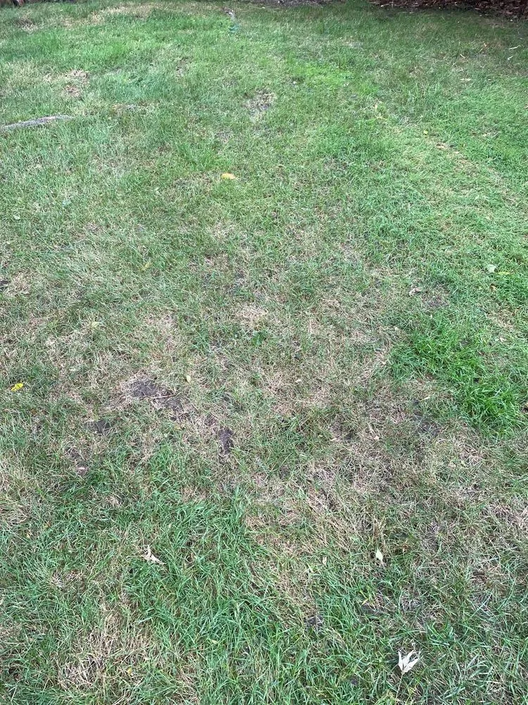 Local yard maintenance in Fraser, MI by King Green