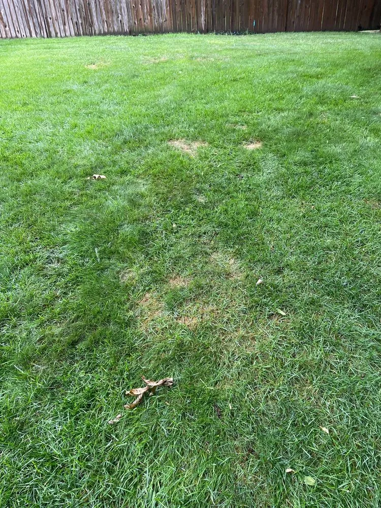 Custom outdoor landscaping with custom design in Fraser, MI by King Green