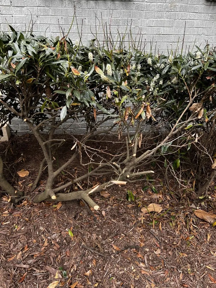 Reliable landscaping services experts serving Gainesville, GA - King Green