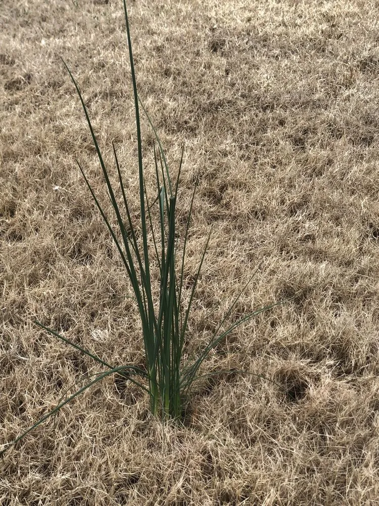 Reliable yard cleanup service in Gainesville, GA by King Green