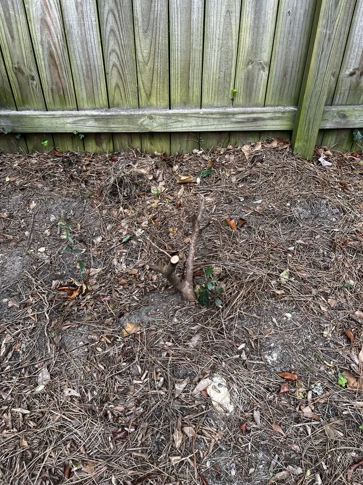 Reliable landscaping services in Gainesville, GA by King Green