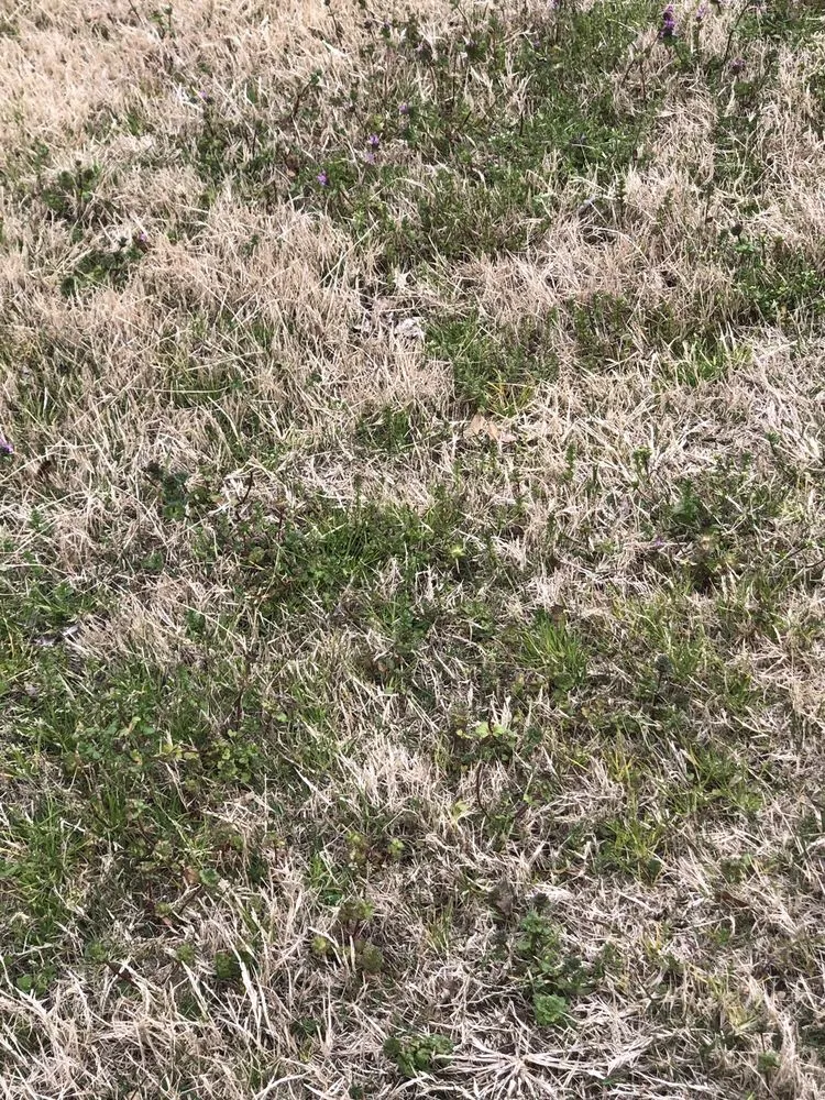 Affordable landscaping services with custom design across Gainesville, GA - King Green