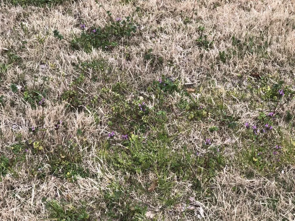 Reliable lawn mowing service for homes in Gainesville, GA by King Green