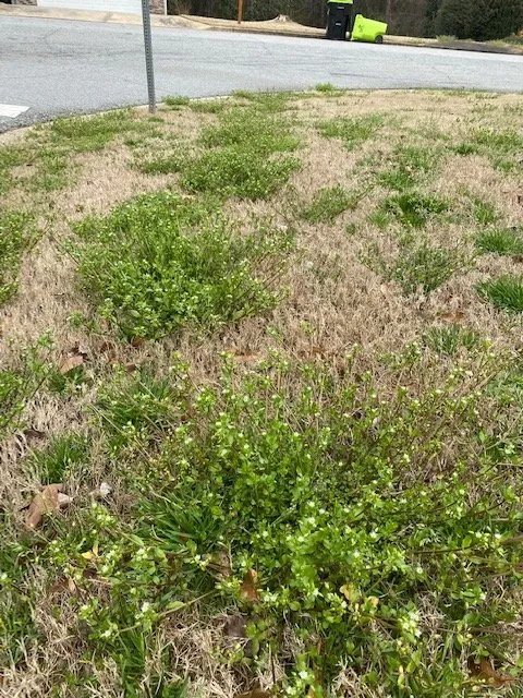 Local landscape design for outdoor upgrades across Gainesville, GA - King Green