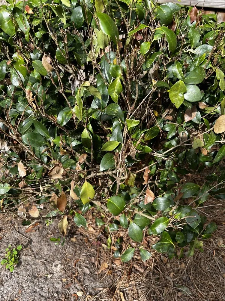 Trusted lawn care service for homes across Gainesville, GA - King Green