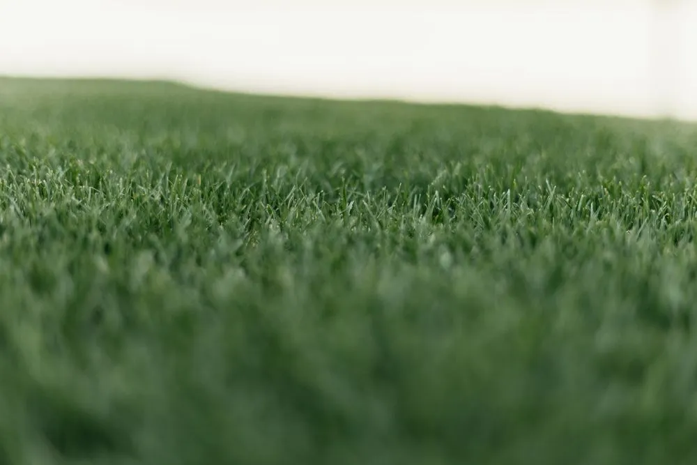 Affordable yard cleanup service in Norcross, GA - King Green