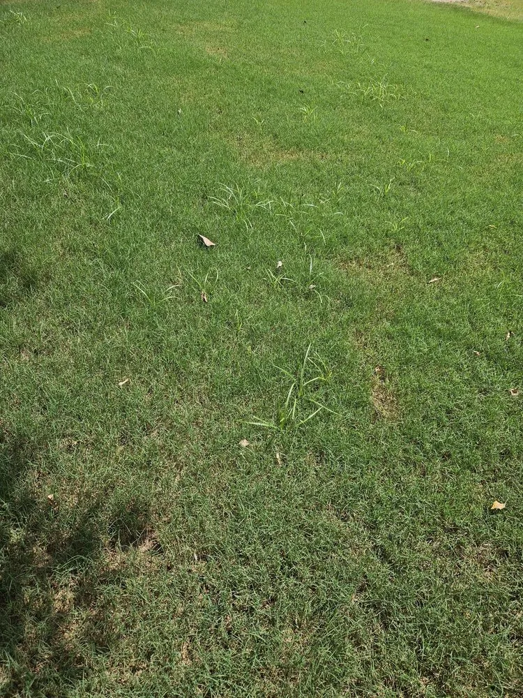 Trusted landscaping services in Norcross, GA - King Green