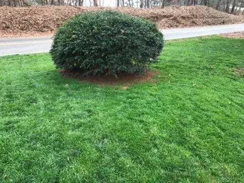 Top-rated garden landscaping in Peachtree City, GA - King Green