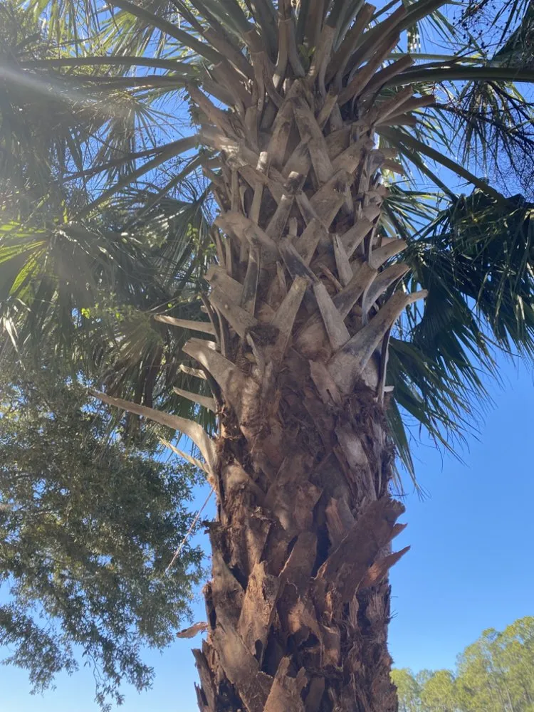 Expert yard maintenance experts serving Gainesville, FL - King Hines Lawncare