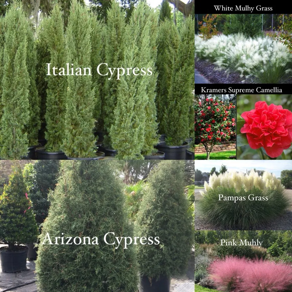 Reliable yard maintenance in Apopka, FL by King Kutz Landscaping