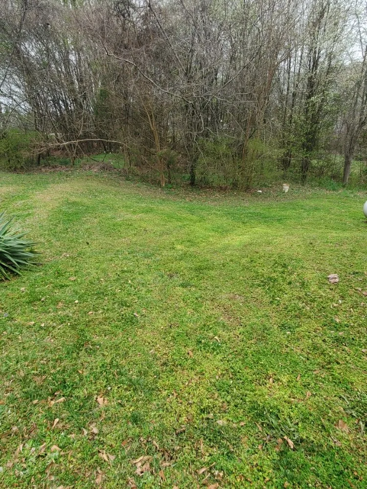 Affordable yard cleanup service experts serving Liberty, SC - King Kutz