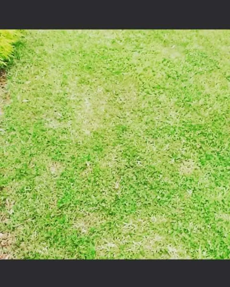 Top-rated residential landscaping in Hillcrest Heights, MD - King Lamar's Mowing Yards & Cleaning Services