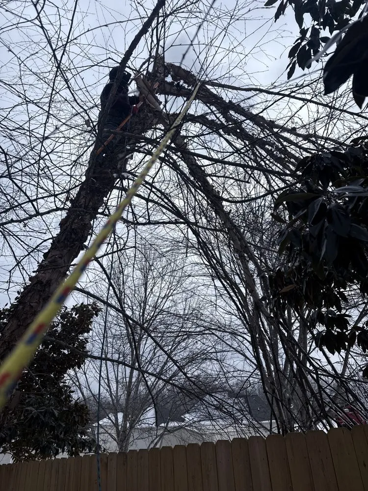 Professional yard maintenance in Nashville, TN - King Landscape