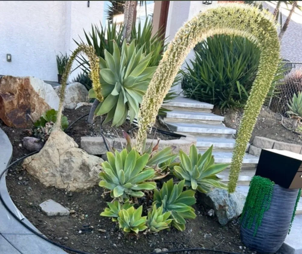 Professional landscape design near you in Fallbrook, CA by King Landscaping And Tree Services