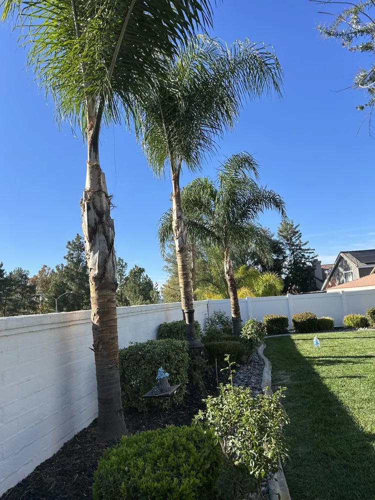 Top-rated lawn care service experts serving Fallbrook, CA - King Landscaping And Tree Services