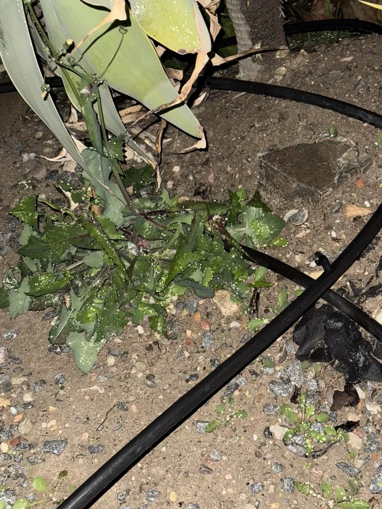 Reliable yard cleanup service in Fallbrook, CA by King Landscaping And Tree Services