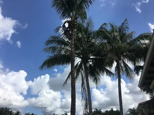 Local residential landscaping for outdoor upgrades across Atlantis, FL - King Landscaping