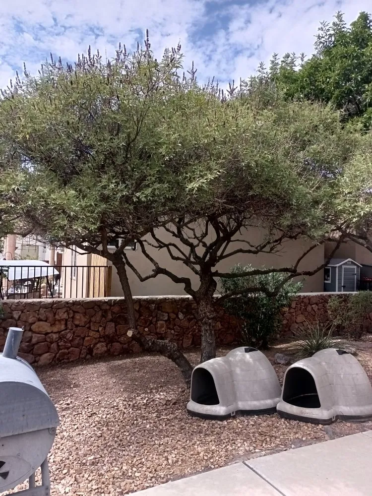 Professional residential landscaping experts serving Canutillo, TX - King Landscaping
