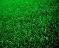 Expert lawn care service experts serving Bellville, TX - King Lawn Care