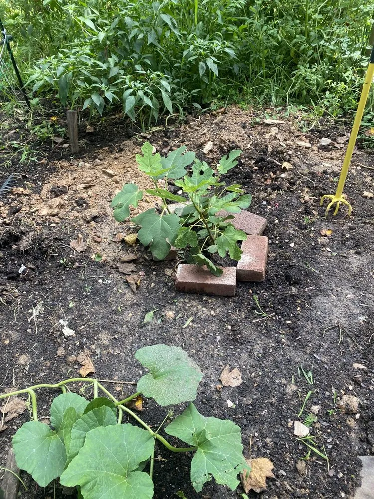 Trusted lawn care service for residential properties across King of Prussia, PA - King of Brusha Landscaping