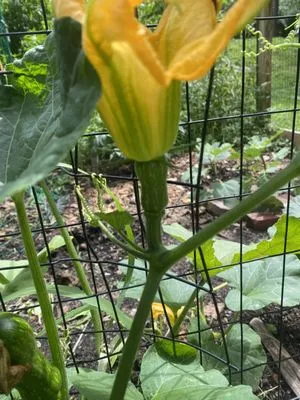 King of Brusha Landscaping Logo