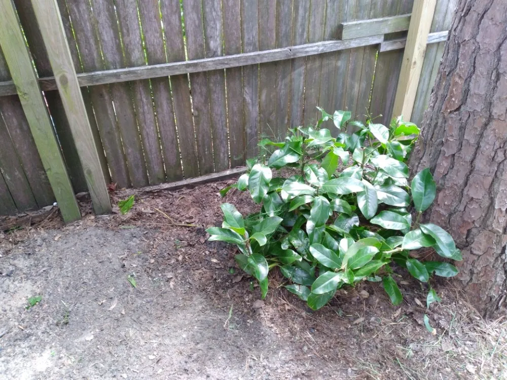 Affordable outdoor landscaping for outdoor upgrades in Murrells Inlet, SC by King Of Green Lawncare And Outdoor Service