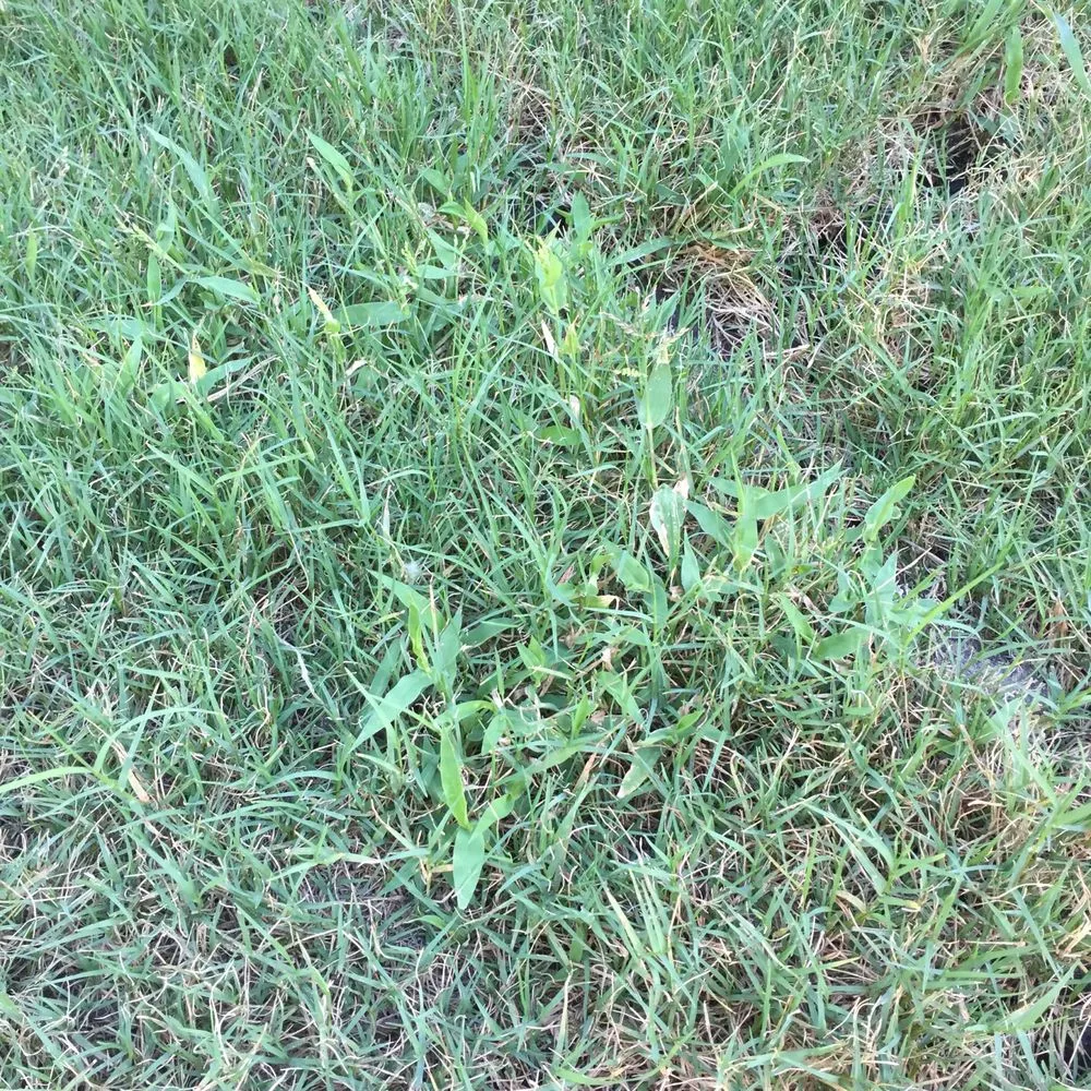 Affordable outdoor landscaping in Austin, TX by King Ranch Turfgrass