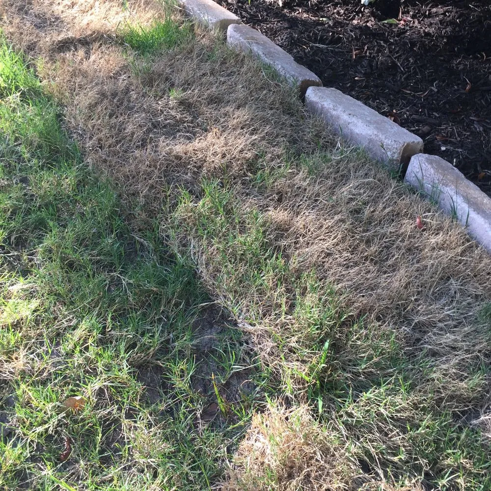 Top-rated landscape design in Austin, TX - King Ranch Turfgrass