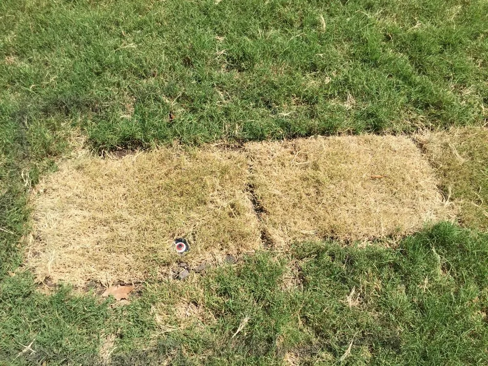 Reliable residential landscaping in Austin, TX by King Ranch Turfgrass