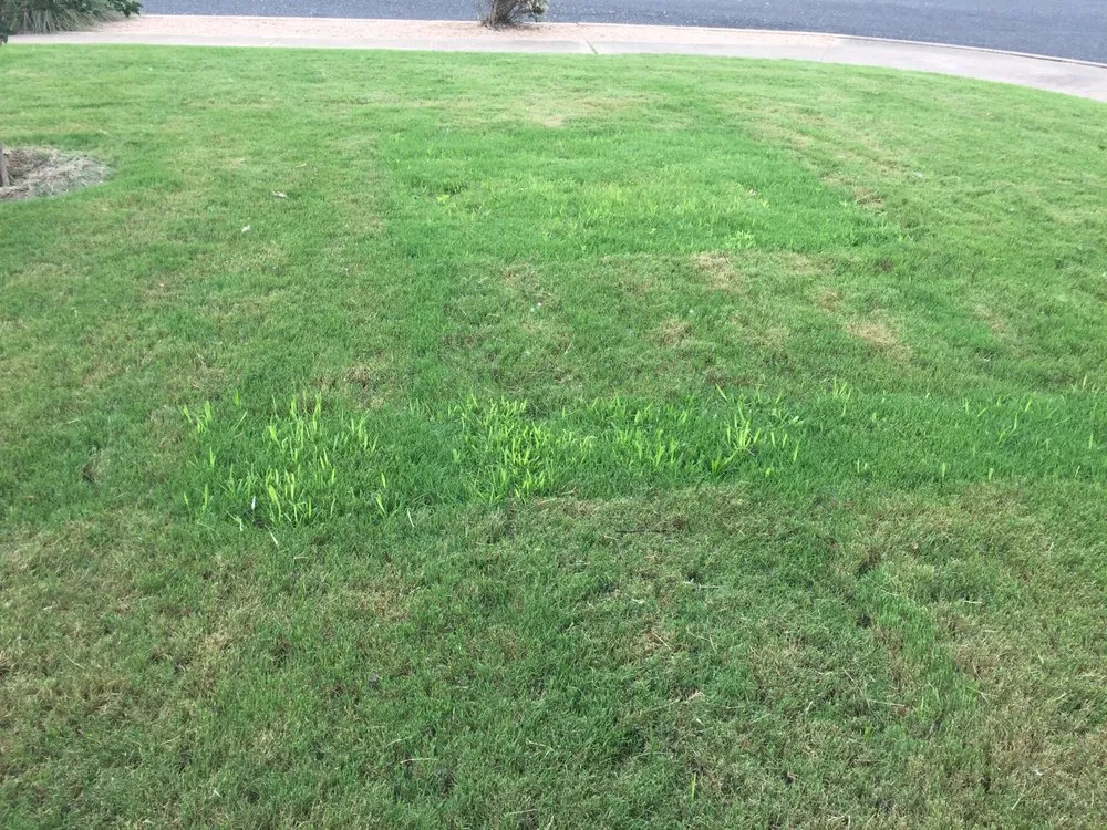 Top-rated yard cleanup service with custom design across Austin, TX - King Ranch Turfgrass