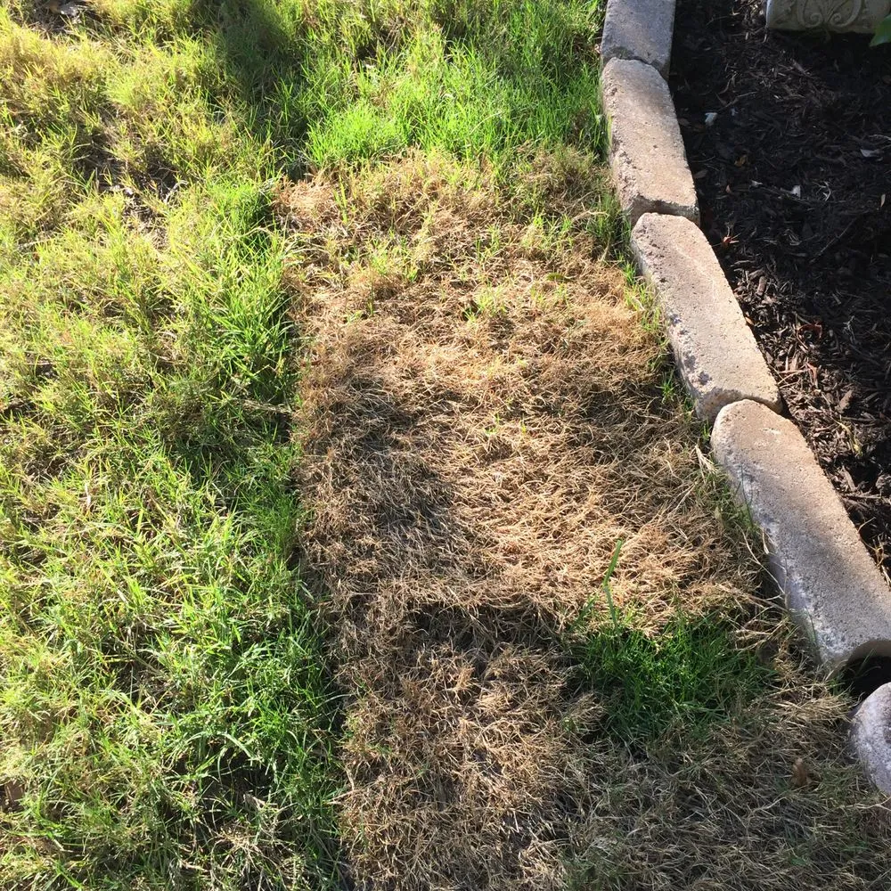 Expert yard cleanup service experts serving Austin, TX - King Ranch Turfgrass