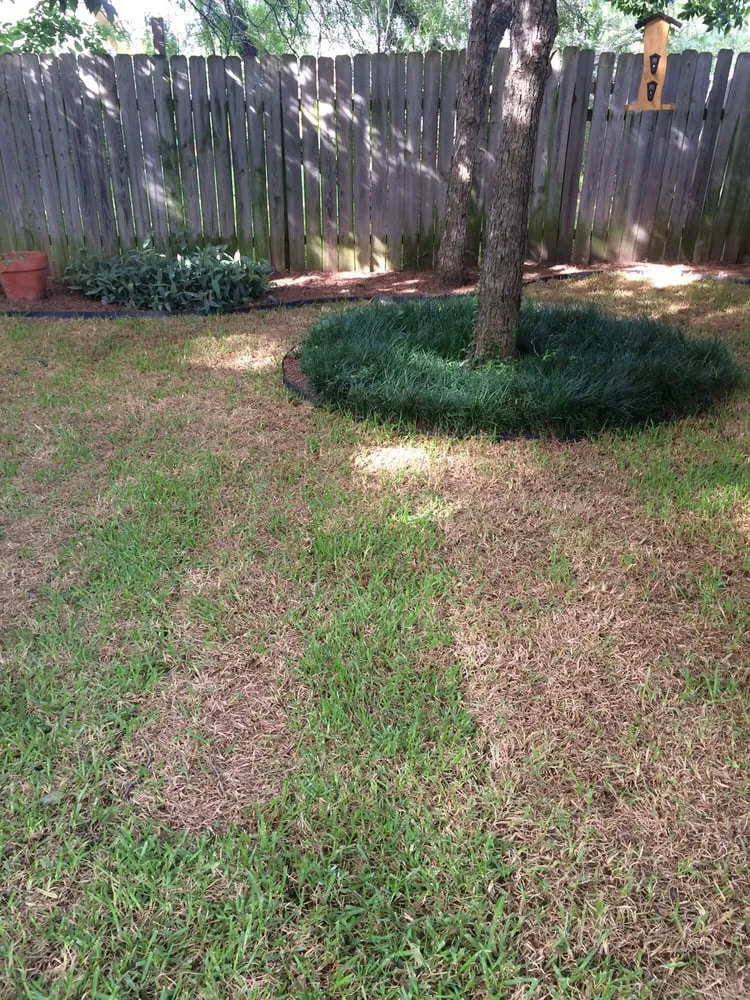 Local outdoor landscaping for year-round maintenance in Austin, TX by King Ranch Turfgrass