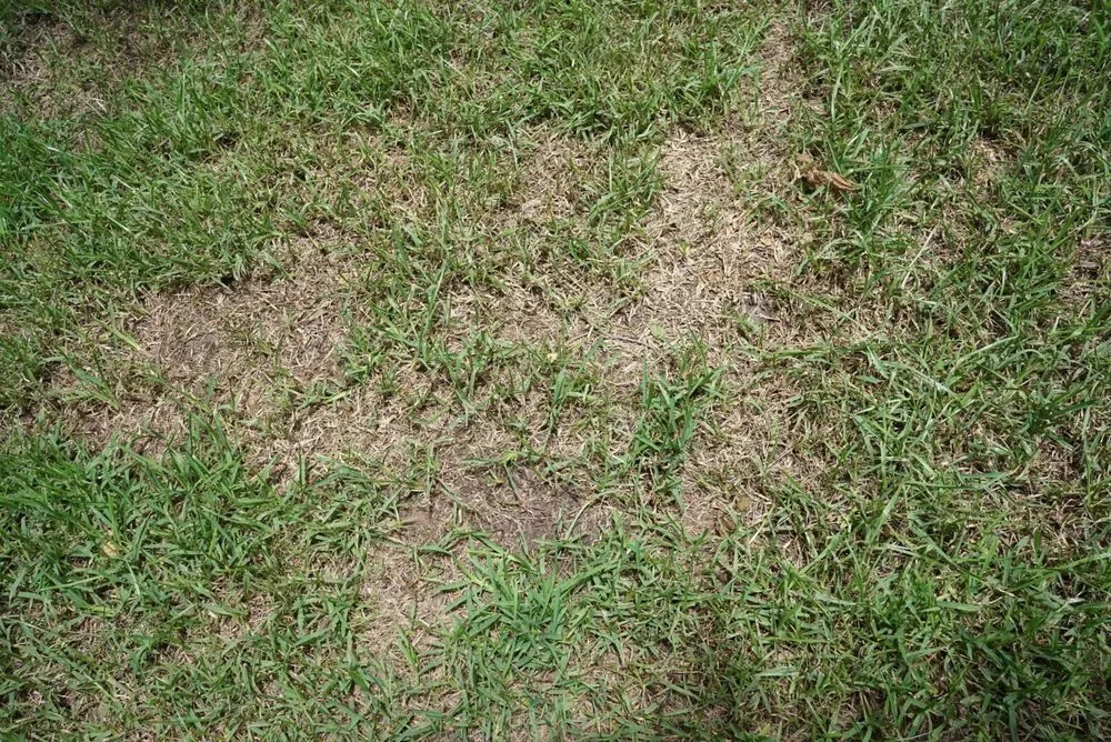 Affordable landscape design for homes across Austin, TX - King Ranch Turfgrass