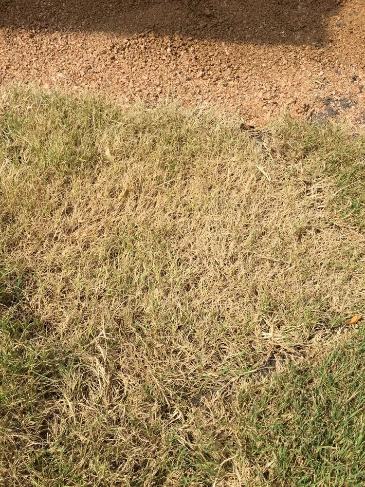 Custom yard cleanup service for outdoor upgrades across Austin, TX - King Ranch Turfgrass