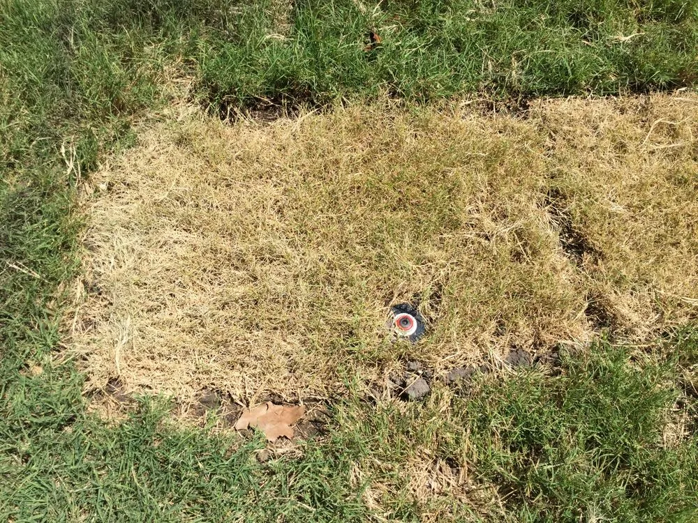 Trusted yard cleanup service for outdoor upgrades in Austin, TX by King Ranch Turfgrass