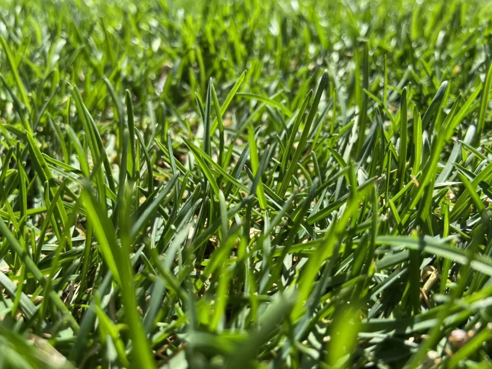 Local lawn mowing service experts serving Rathdrum, ID - King Sod