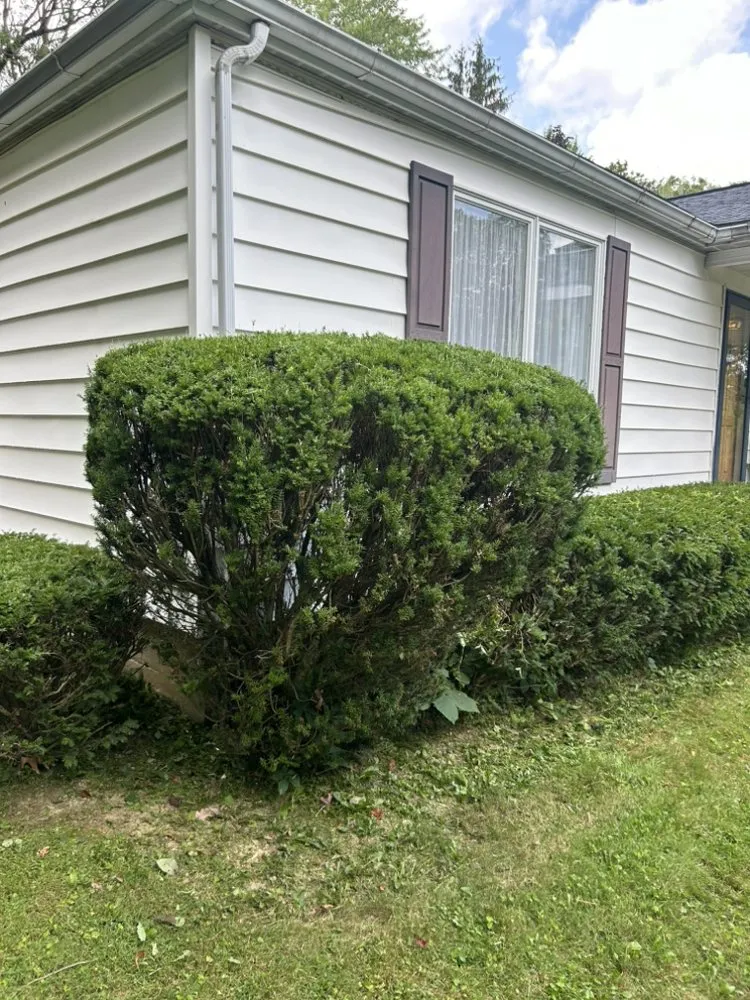 Affordable yard cleanup service in Morgantown, WV - King Solomon Creations Lawncare